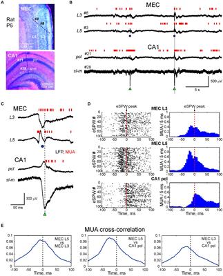 Synchronous excitation in the superficial and deep layers of the medial entorhinal cortex precedes early sharp waves in the neonatal rat hippocampus